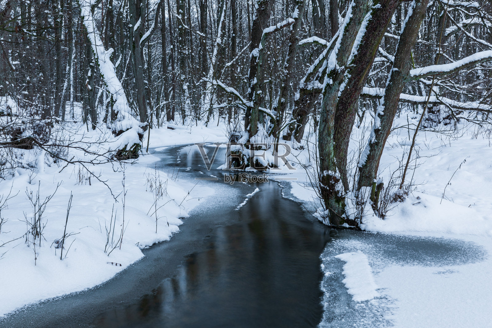 冬天的森林里有雪。Barniewice,波兰。照片摄影图片