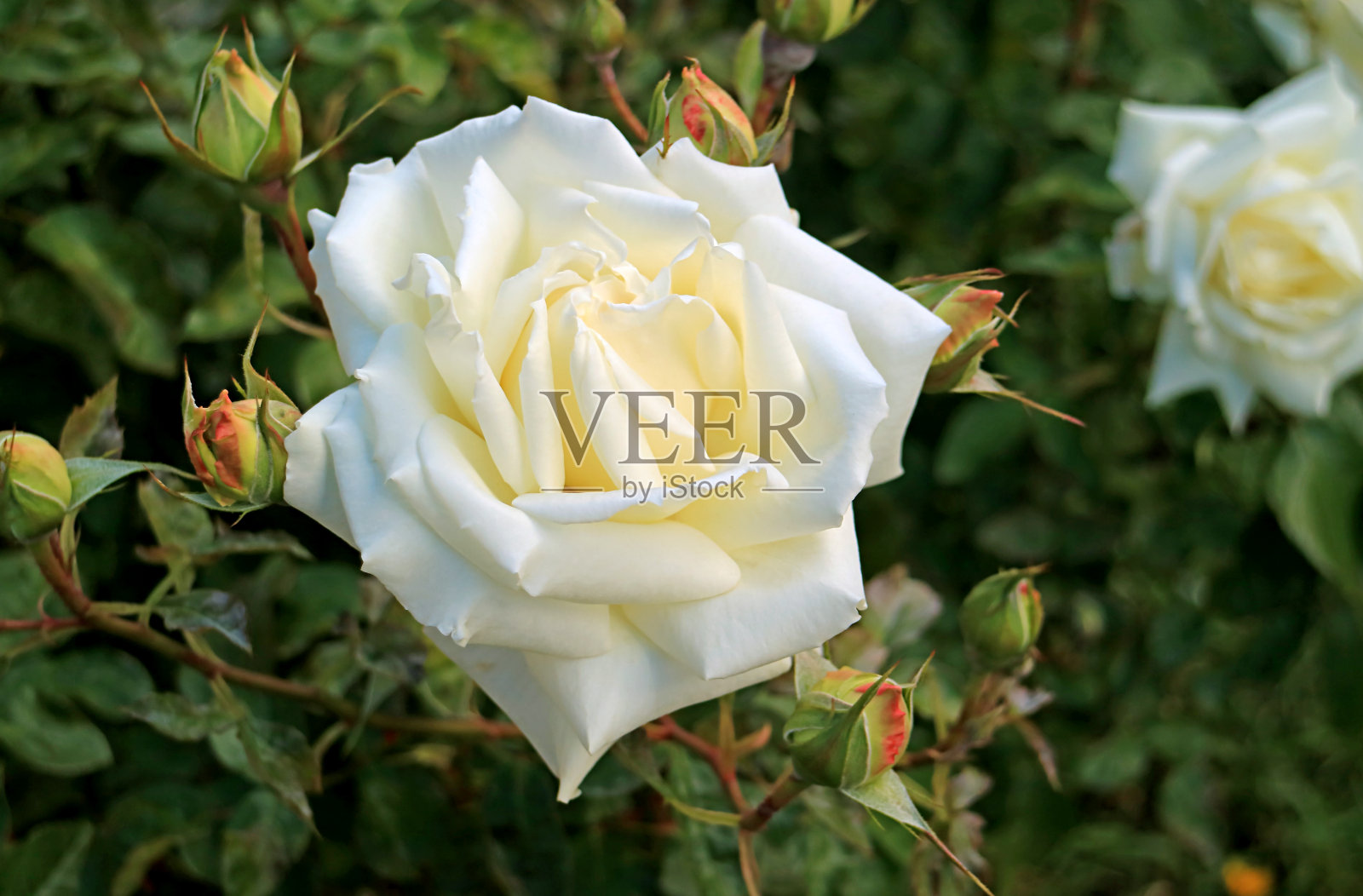 在El Calafate镇,巴塔哥尼亚,阿根廷的一个美丽的白玫瑰特写照片摄影图片