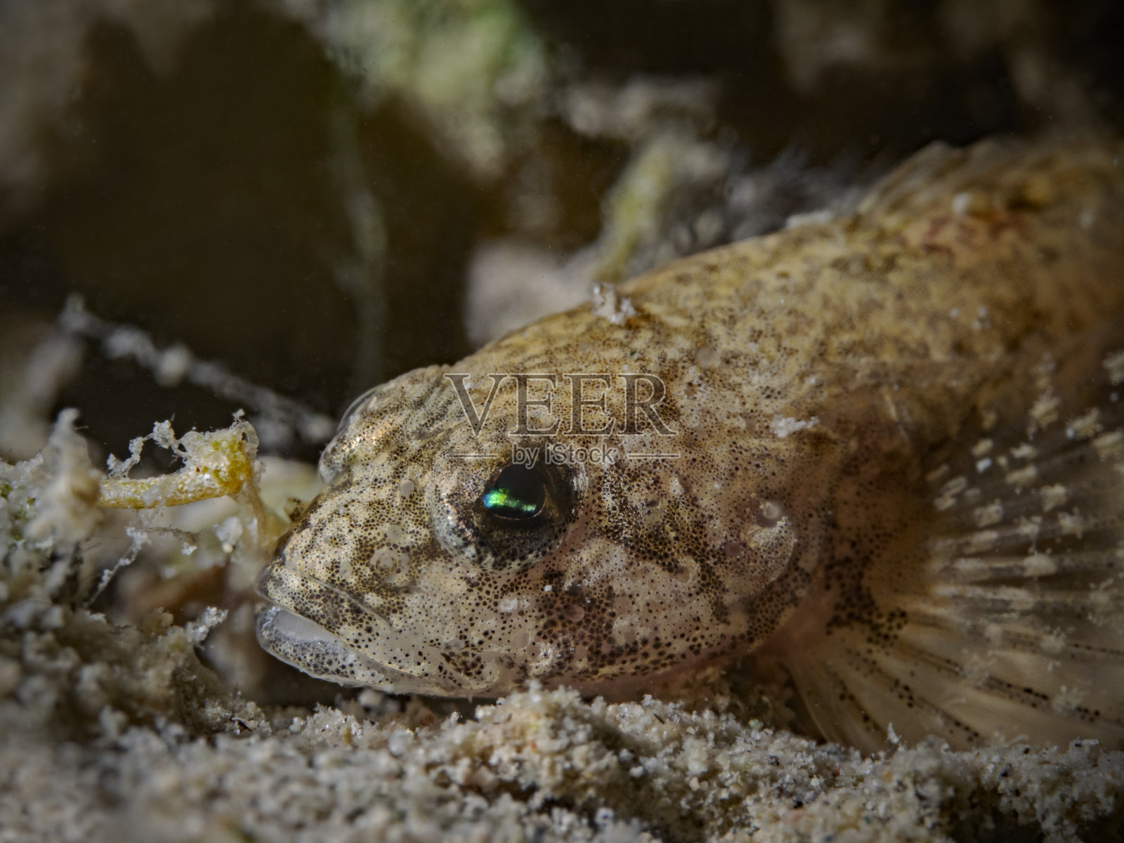 欧洲牛头鱼,格罗普,科佩照片摄影图片