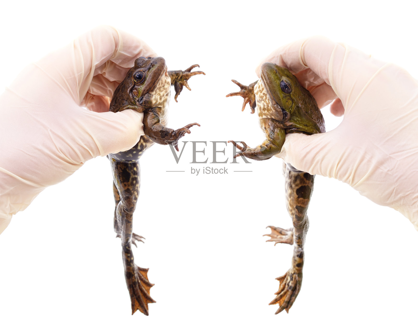 两只青蛙牵着戴着手套的手。照片摄影图片