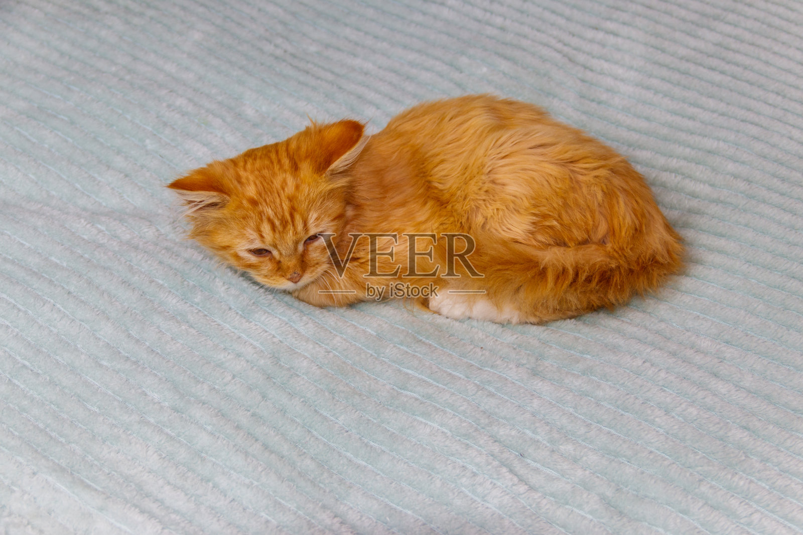 小姜猫在家里的床上照片摄影图片