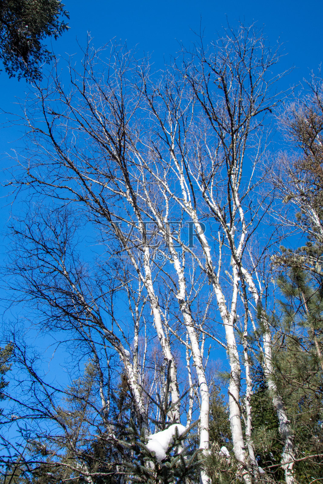 加拿大乡村积雪下的森林照片摄影图片