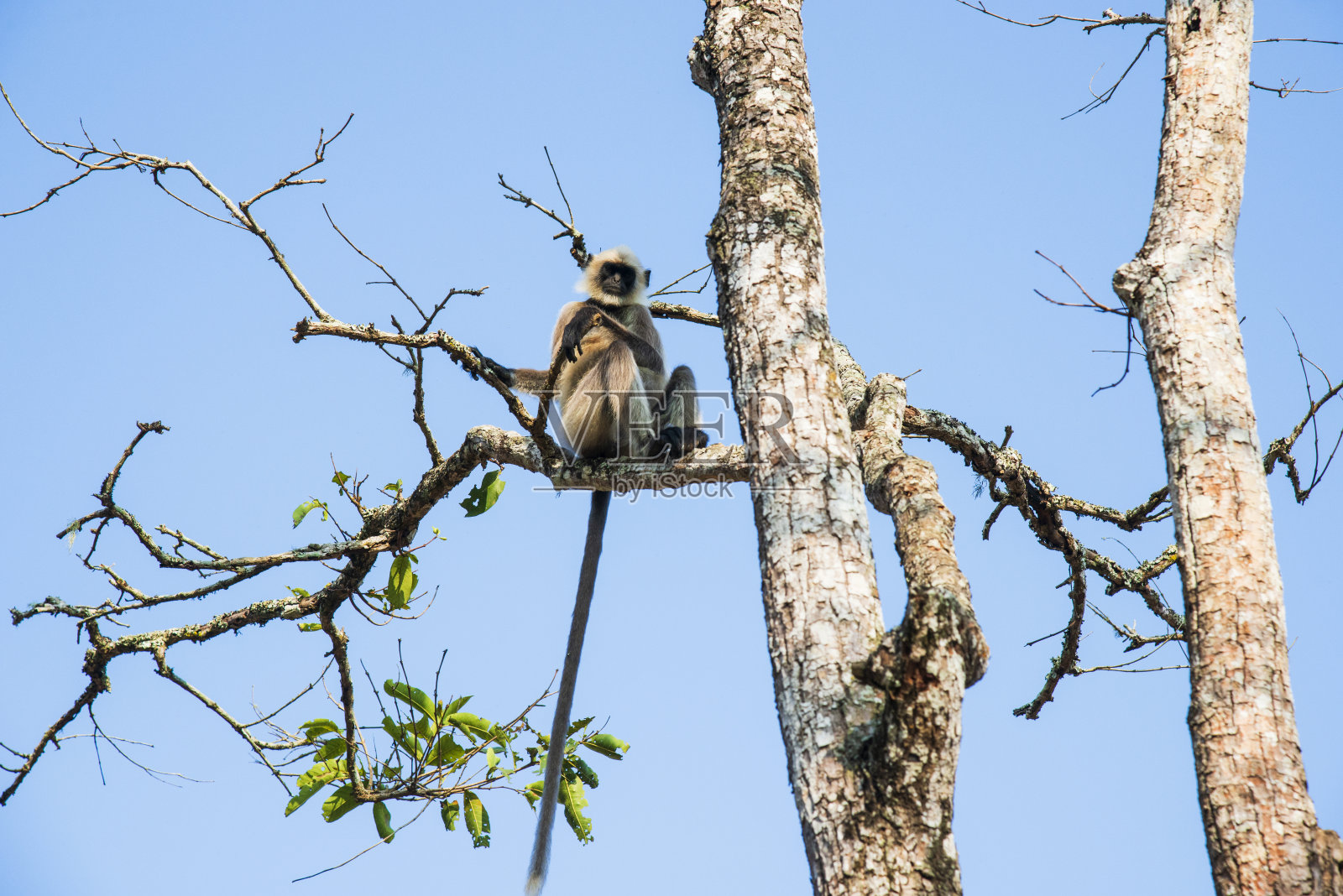 Nagarahole国家公园是通往印度卡纳塔克邦丛林的门户照片摄影图片