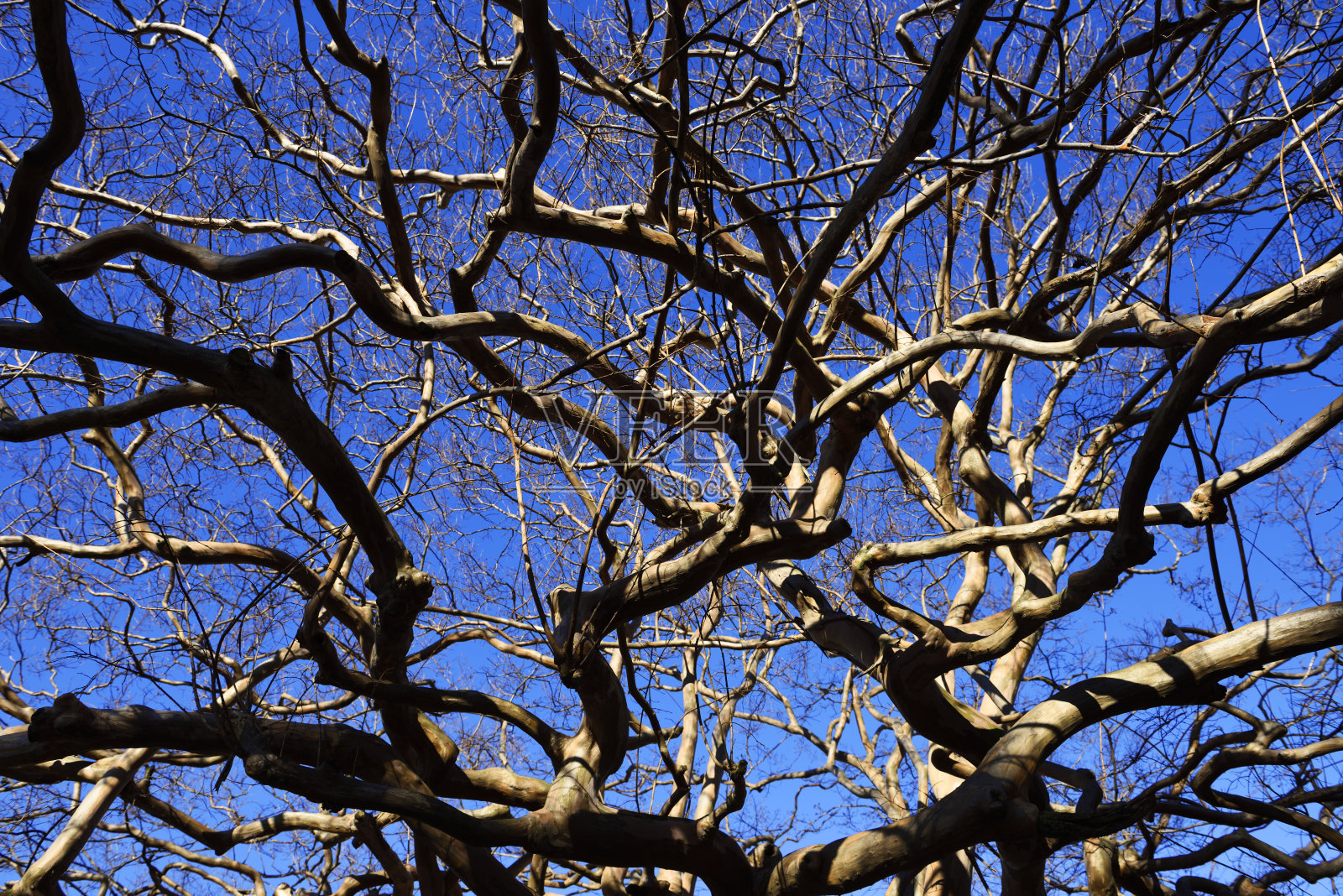 冬季的紫薇花照片摄影图片