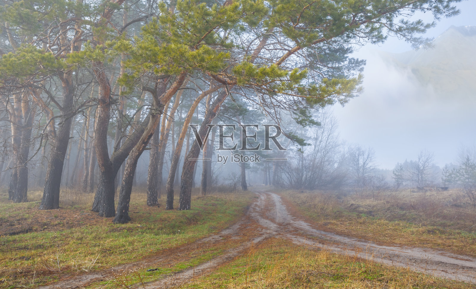 松林在山谷中弥漫着薄雾照片摄影图片