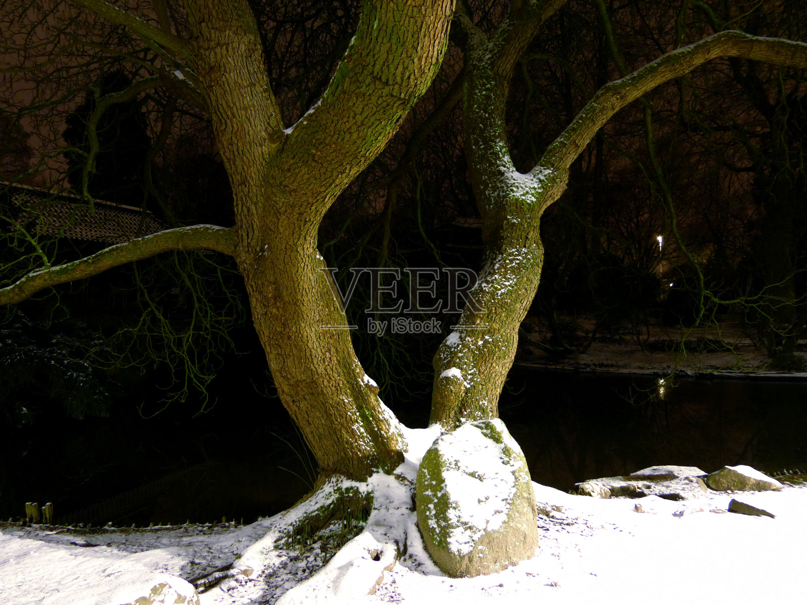 树与石在冬夜照片摄影图片