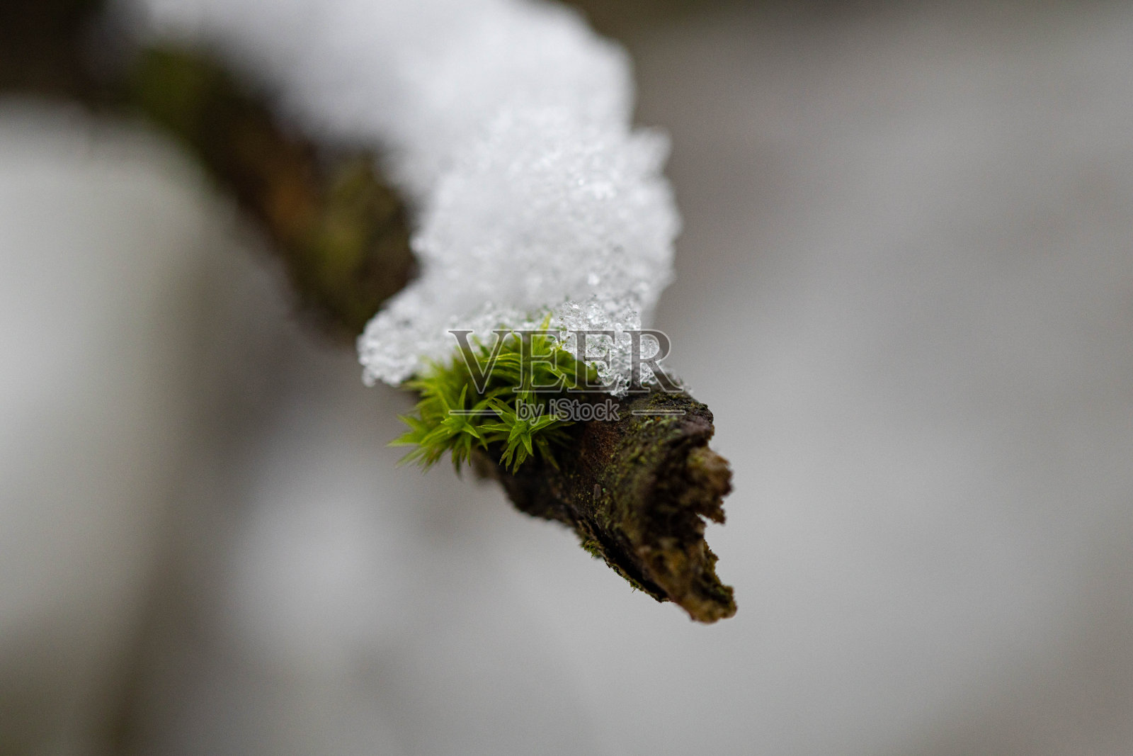 苔藓在冬天照片摄影图片