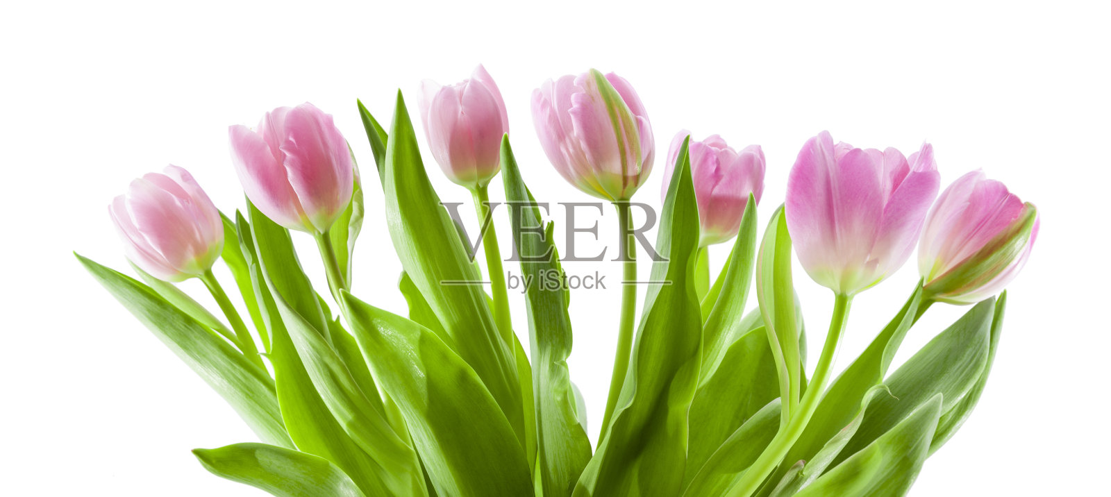 粉红色的花束照片摄影图片