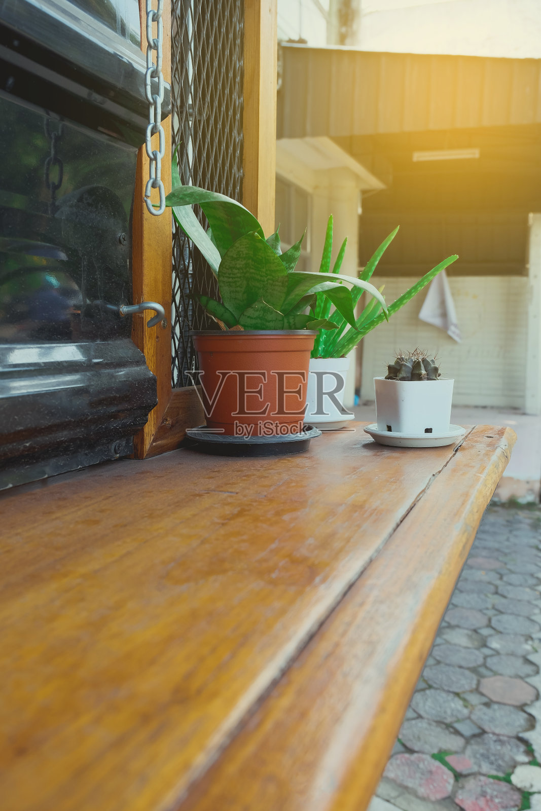 咖啡店桌上花盆里的小植物。照片摄影图片