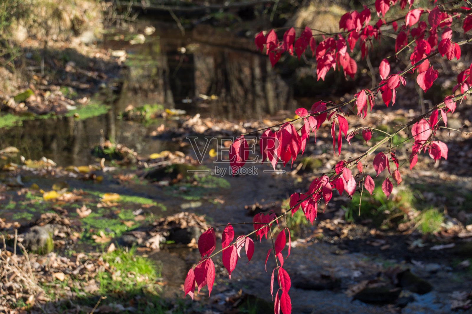 鲜红的树叶和小溪在秋天照片摄影图片
