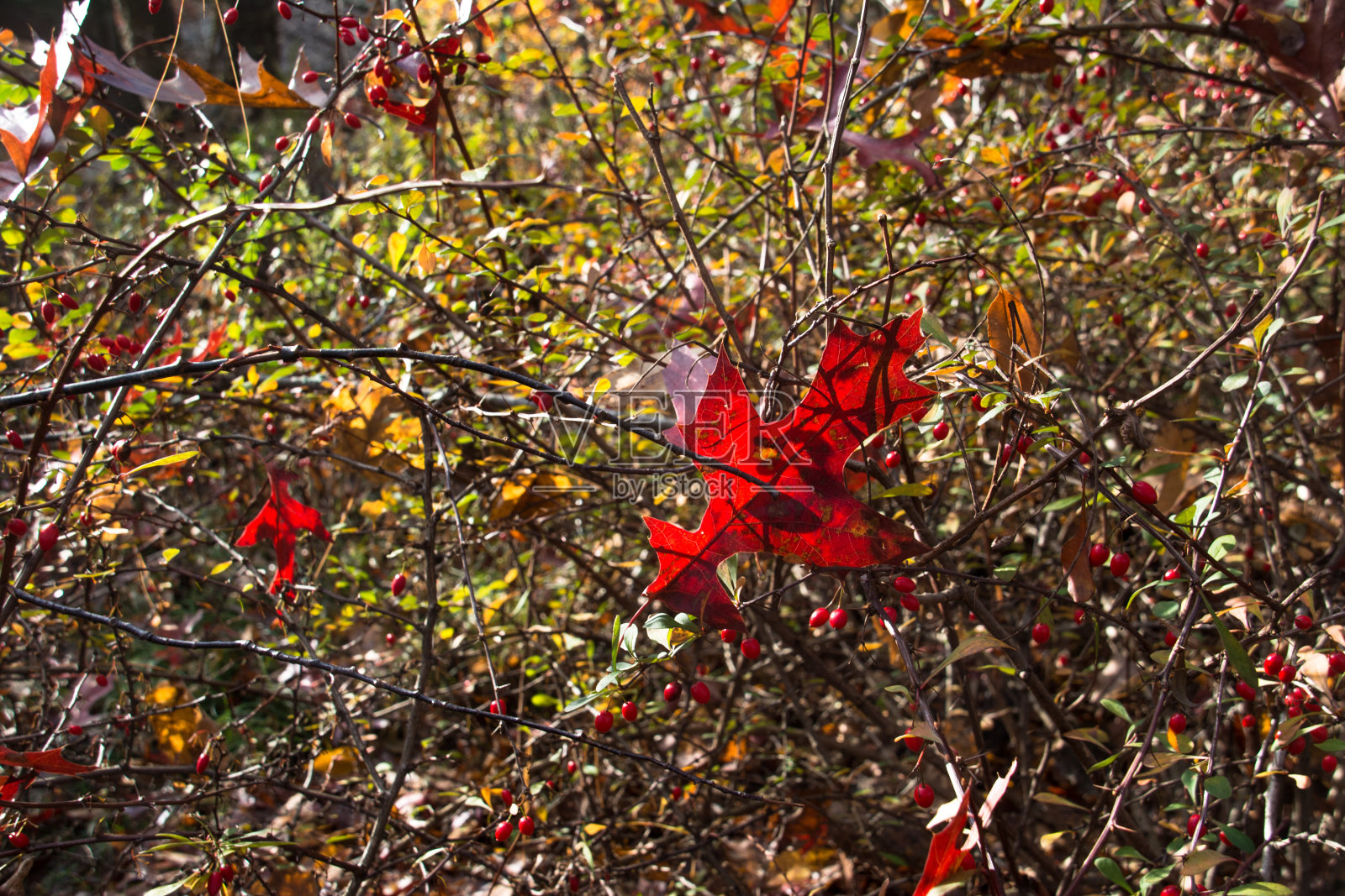 明亮的红色枫叶,照亮了树叶-背光照片摄影图片