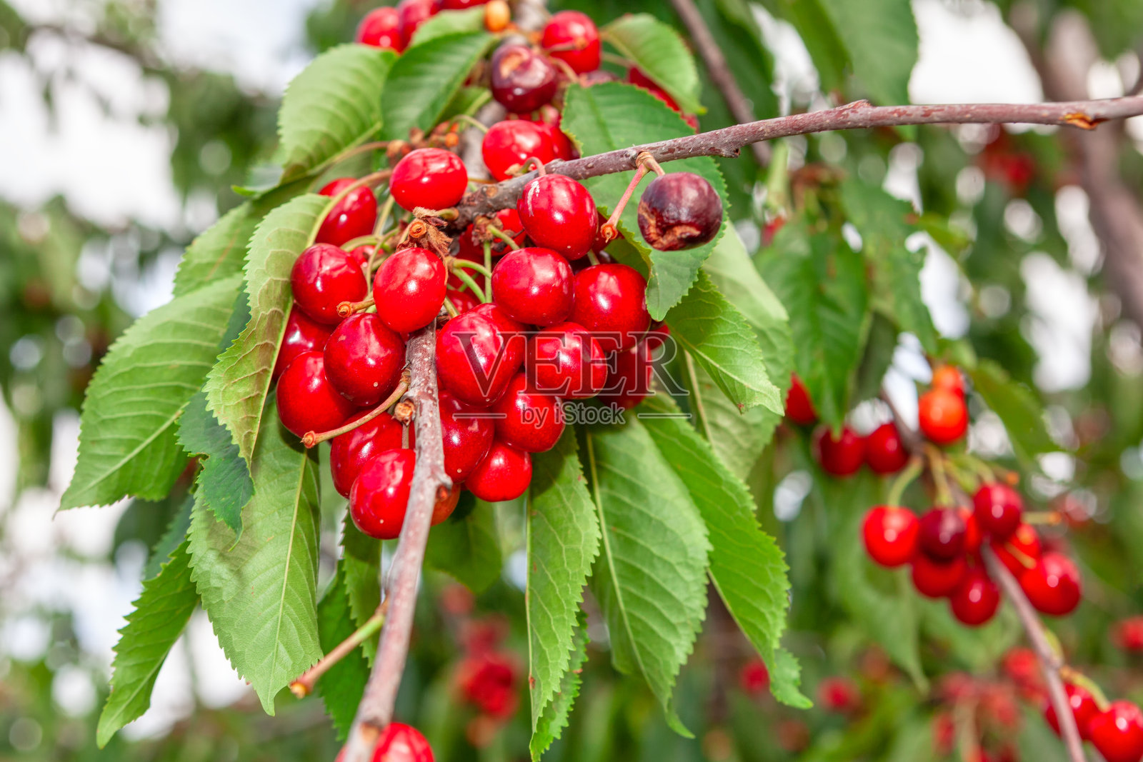 有机樱桃在树枝上照片摄影图片