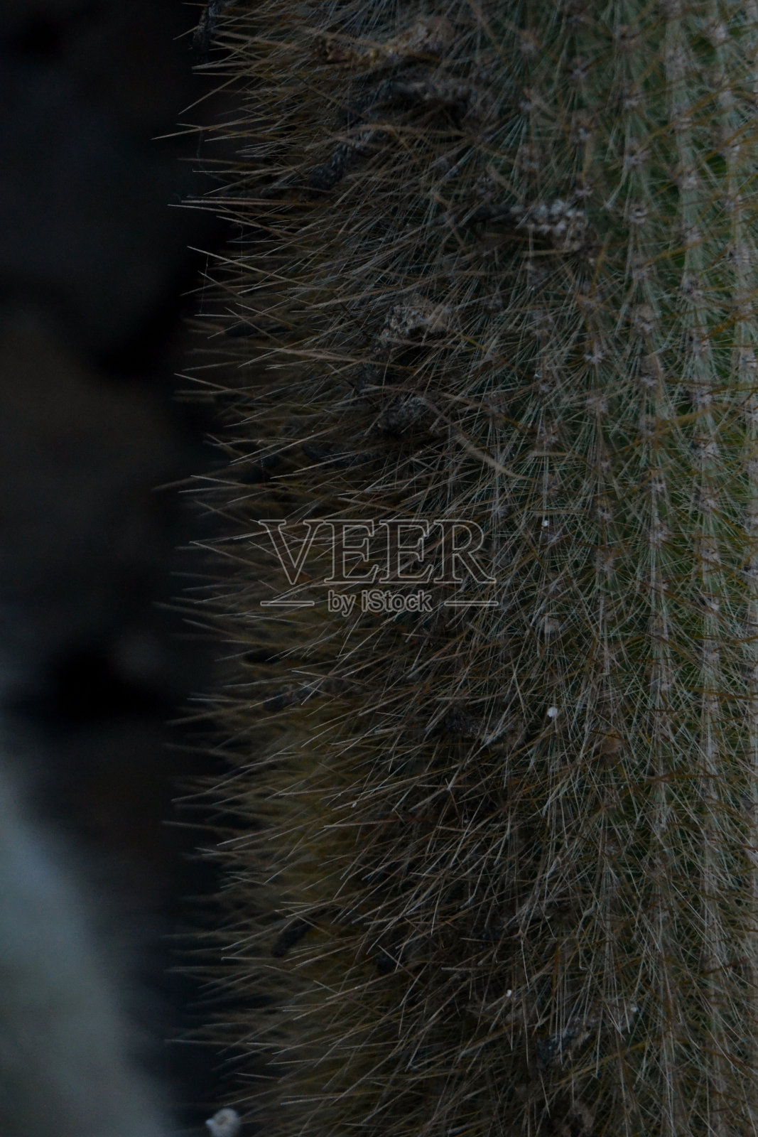 仙人掌在宏观照片摄影图片