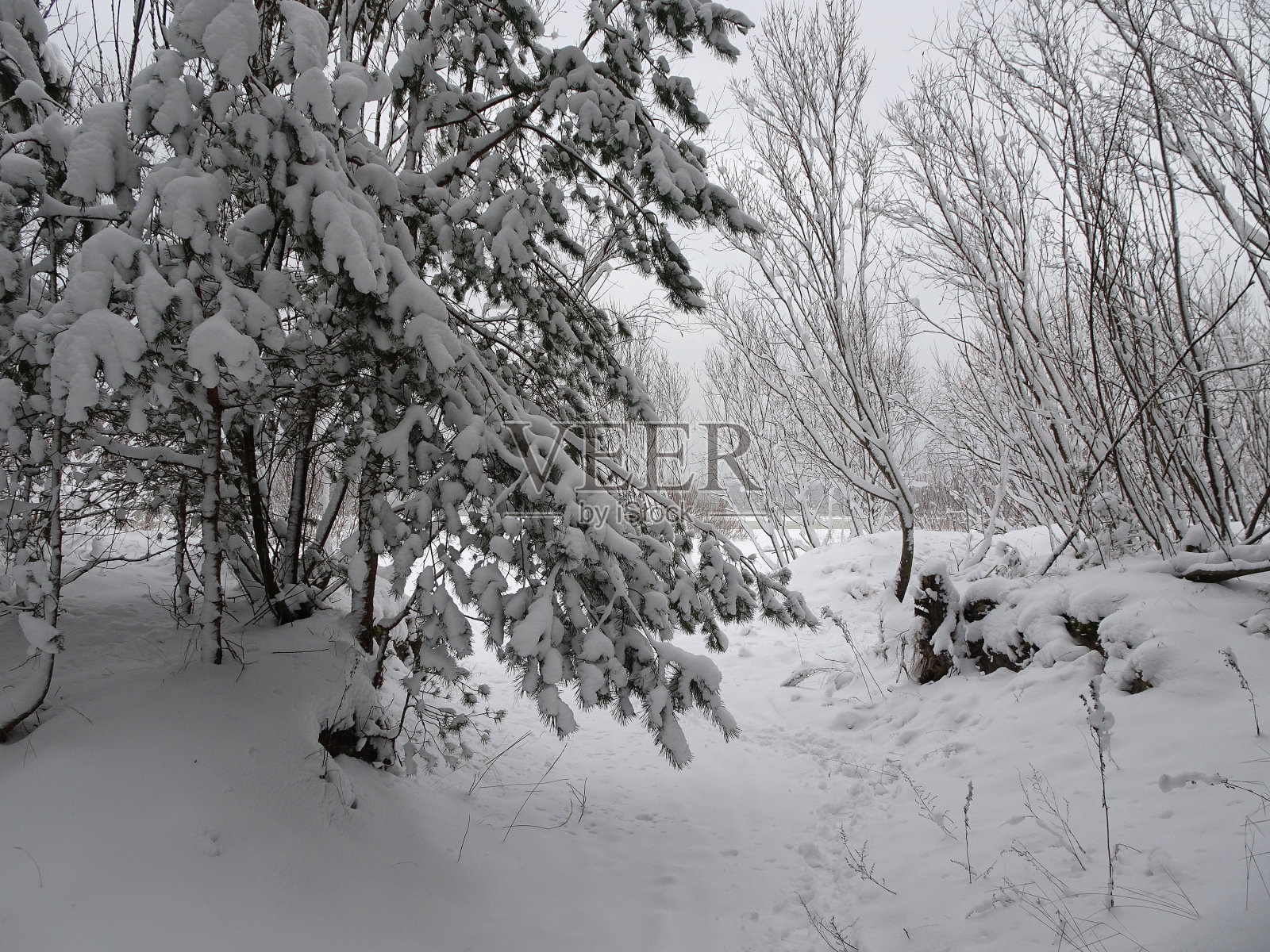 大雪过后的冬季松林。照片摄影图片