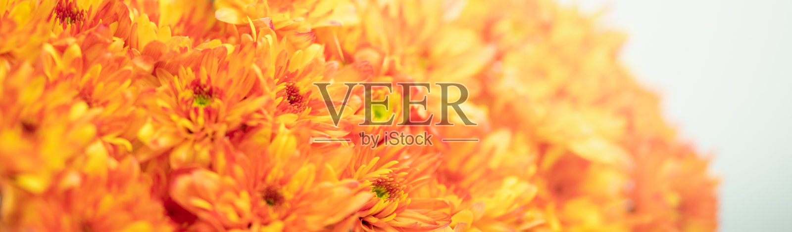 特写的橙色和黄色菊花花在白色的背景与复制空间使用作为背景自然植物,生态封面页的概念。照片摄影图片