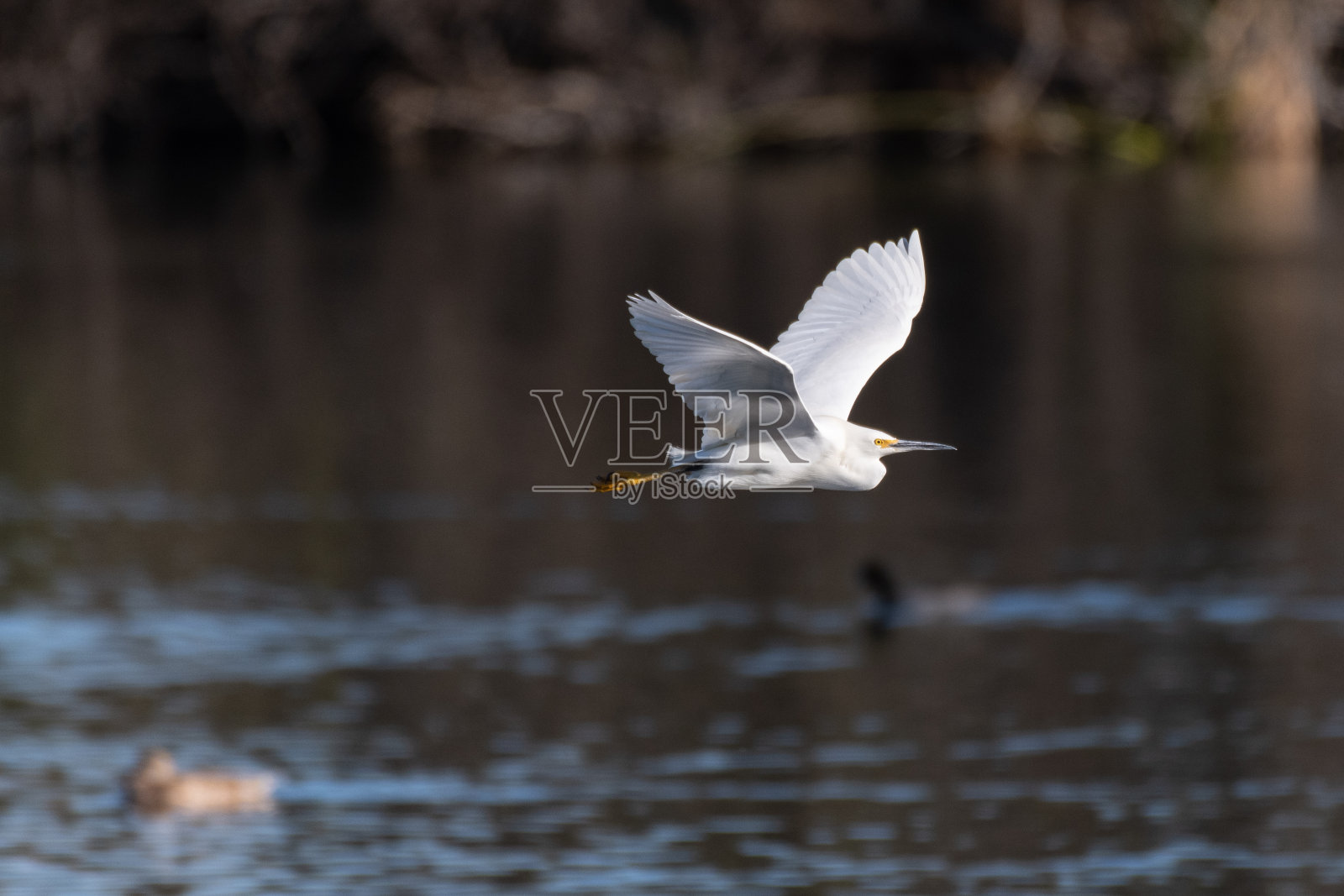 冬季带来了生存本能。照片摄影图片
