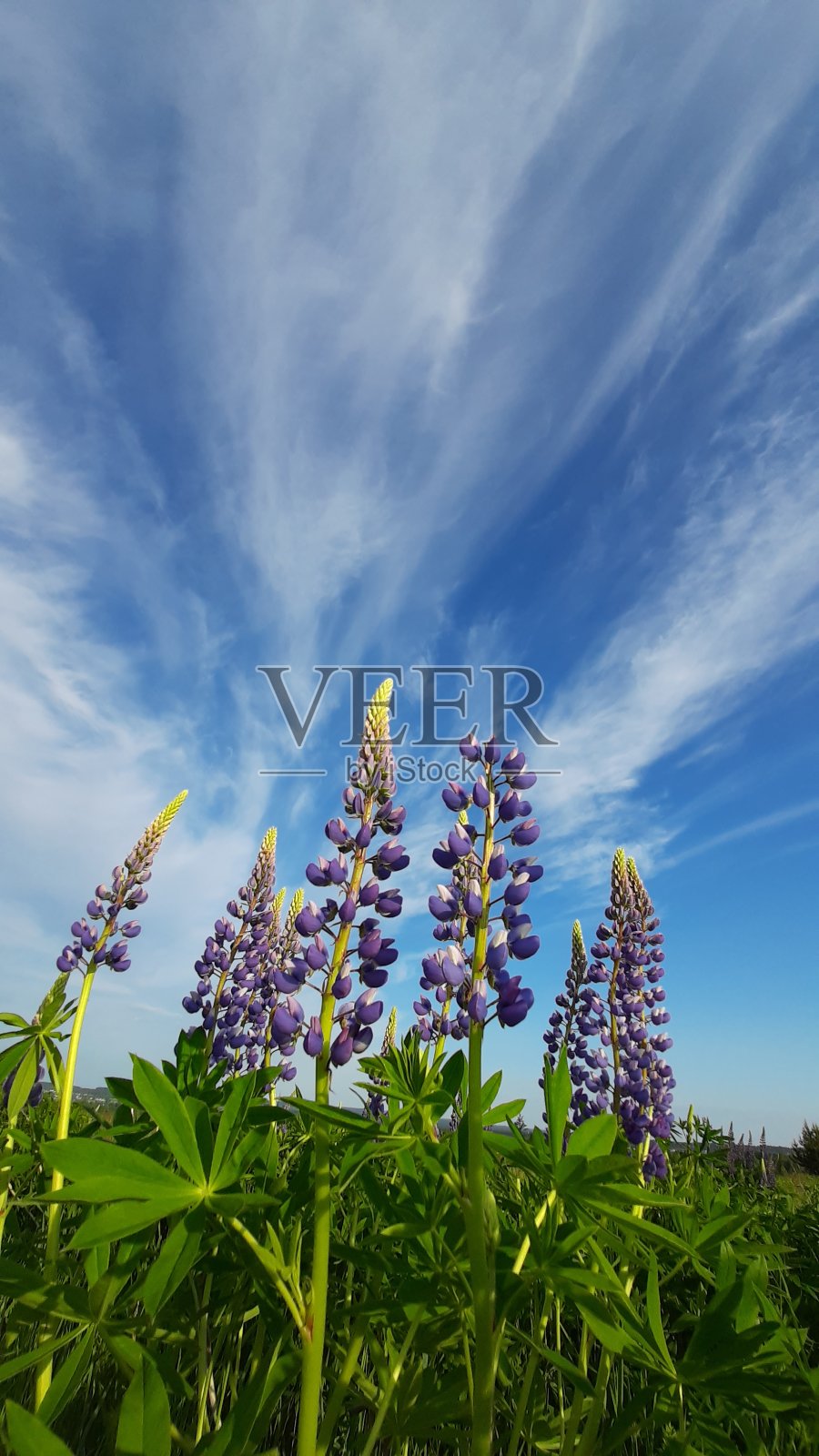 蓝色和紫色的羽扇豆花映衬着蓝色的天空。阳光明媚的夏天照片摄影图片