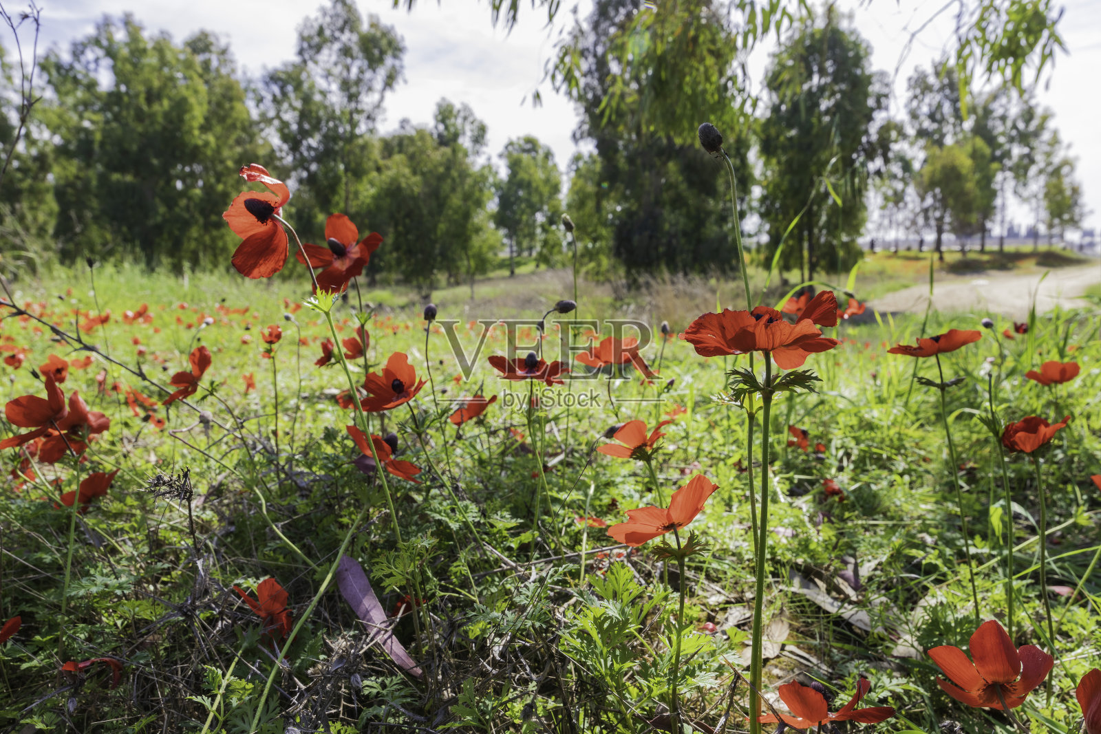 树木背景下的红色银莲花田照片摄影图片