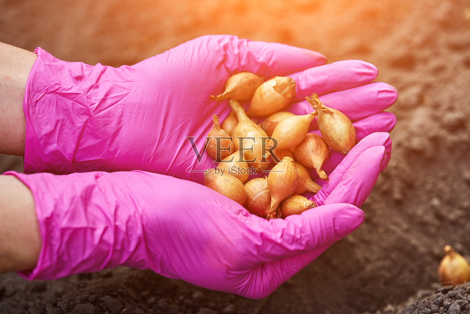 人工在地里种植洋葱。春天的园艺。园艺工具和幼苗在土壤上。春天在花园里。在花园里种植洋葱。照片摄影图片
