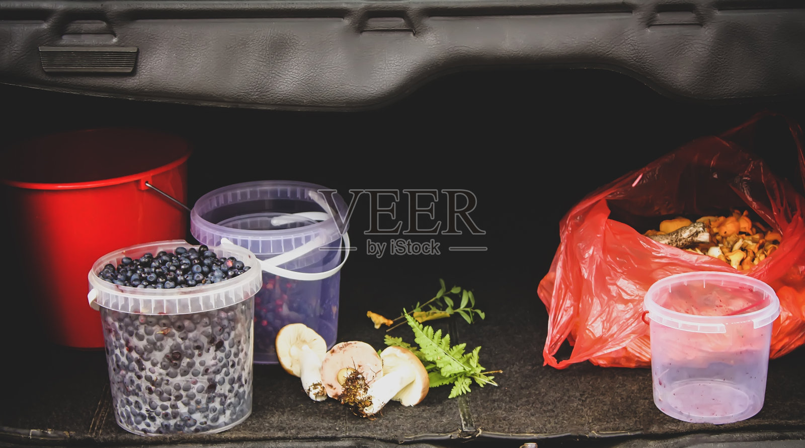 夏季森林里的野生蓝莓。照片摄影图片