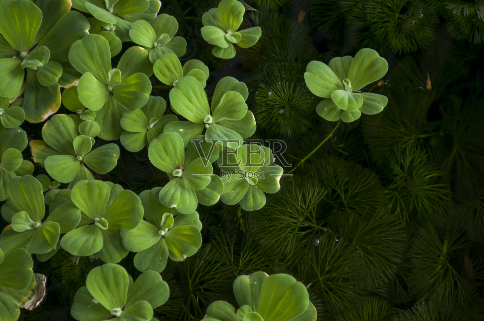 浮在水藻表面的水莴苣。照片摄影图片
