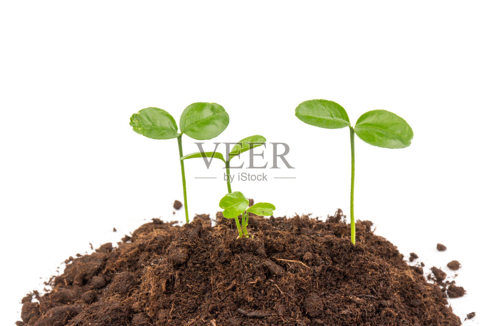 幼苗正在洁白的肥沃土壤上生长。柑橘类的植物。照片摄影图片