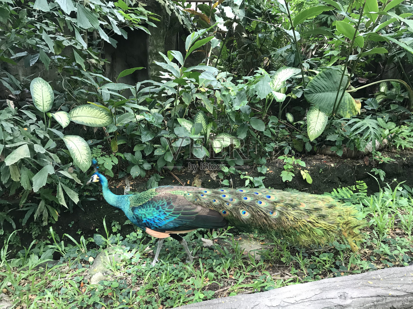 孔雀照片摄影图片