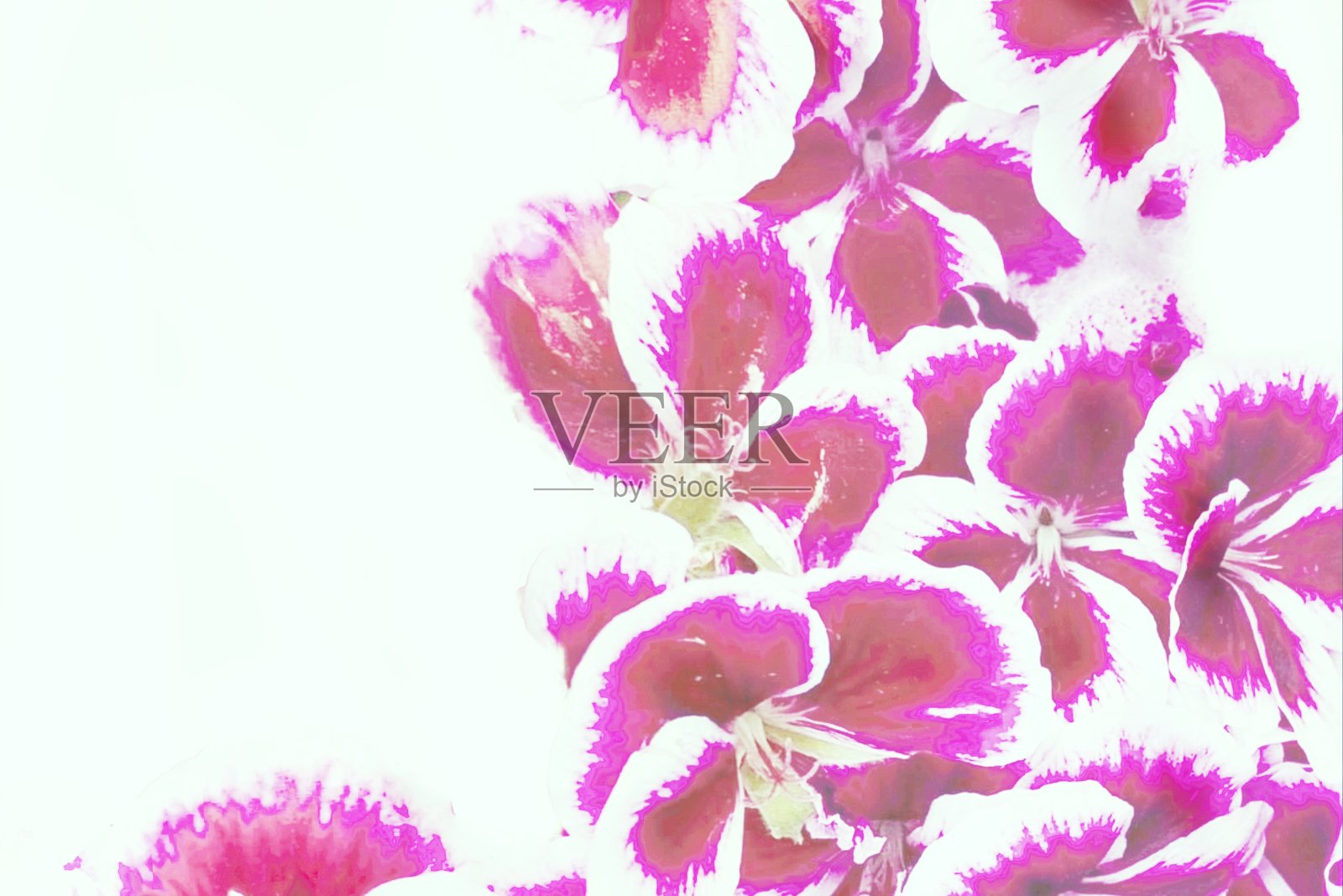 花壁画照片摄影图片