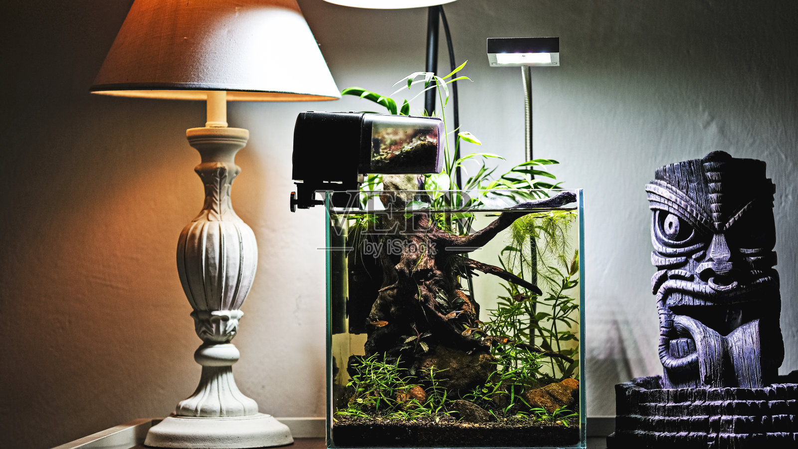 带植物的纳米鱼缸照片摄影图片