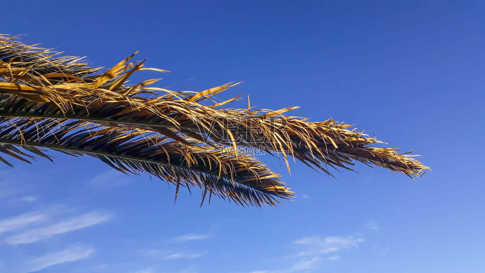 干棕榈树小叶照片摄影图片