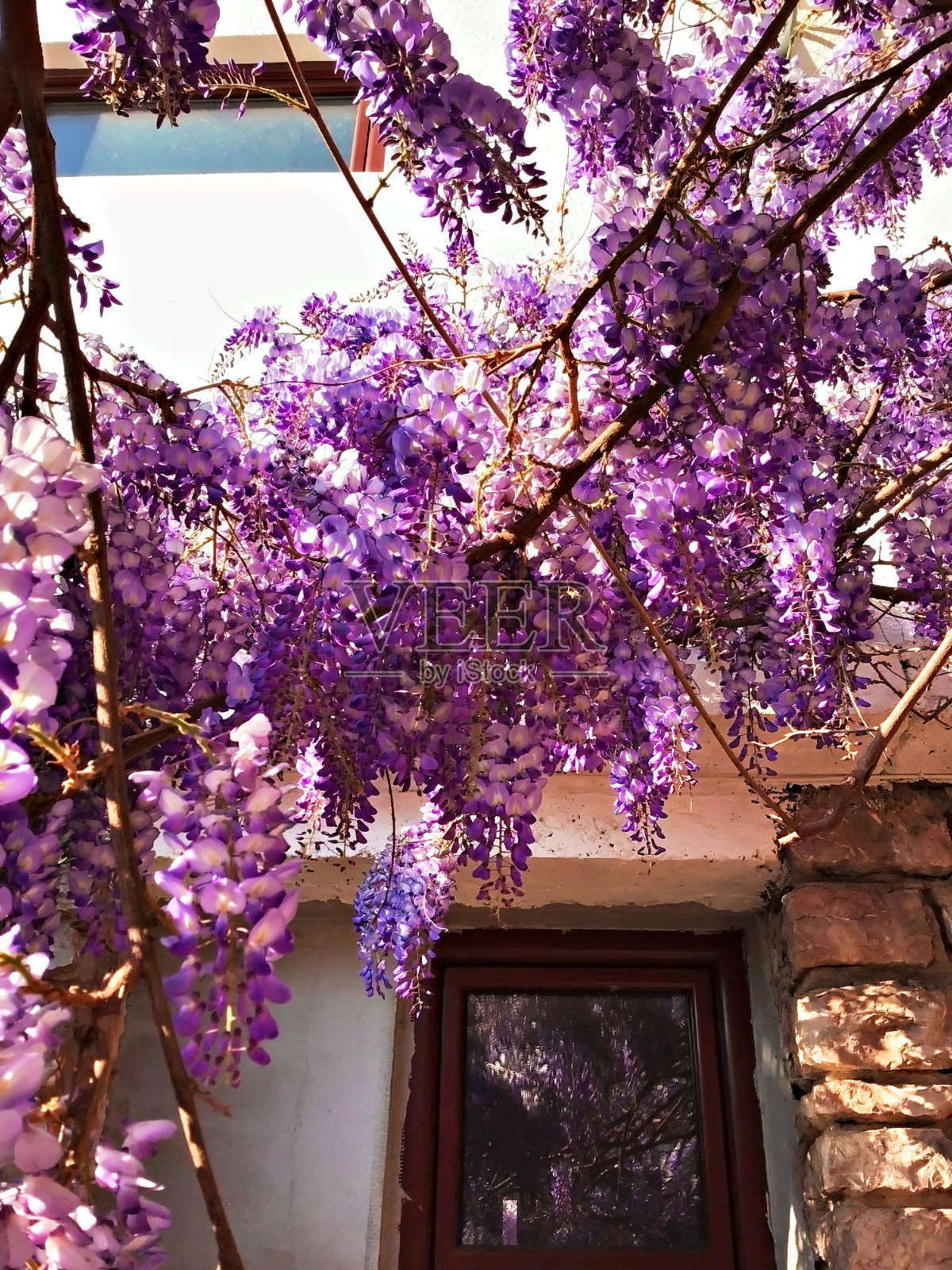 春天开花的紫藤树生长在房子的背景上照片摄影图片