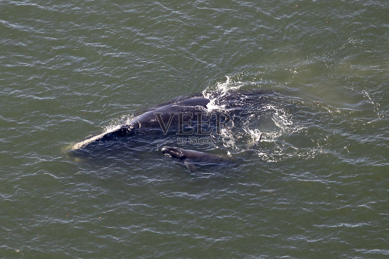 露脊鲸幼崽照片摄影图片