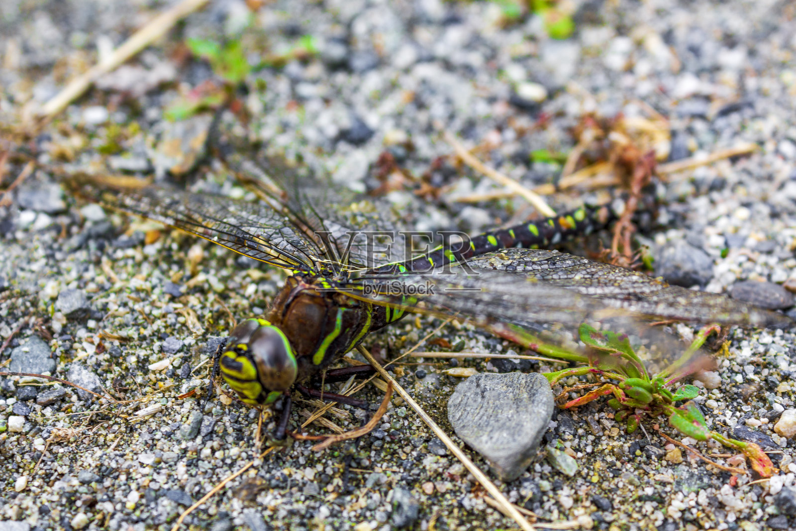 巨大的霓虹绿色和黄色蜻蜓在Vang挪威。照片摄影图片