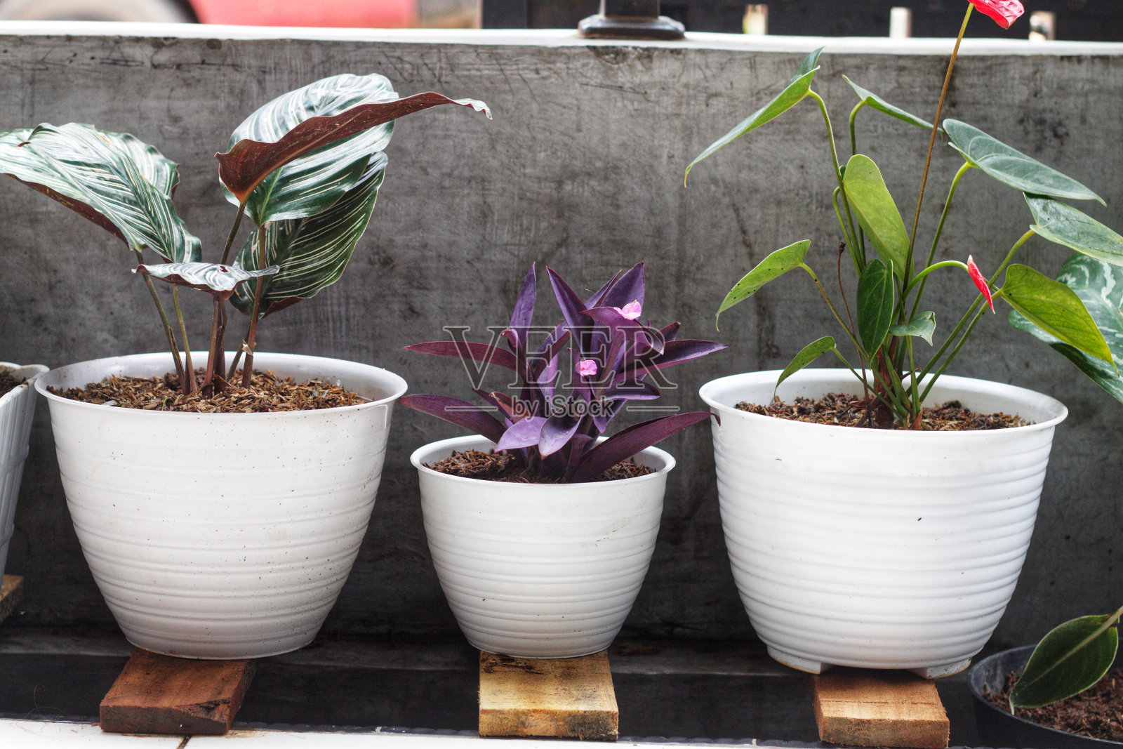 在白色花盆上种植照片摄影图片