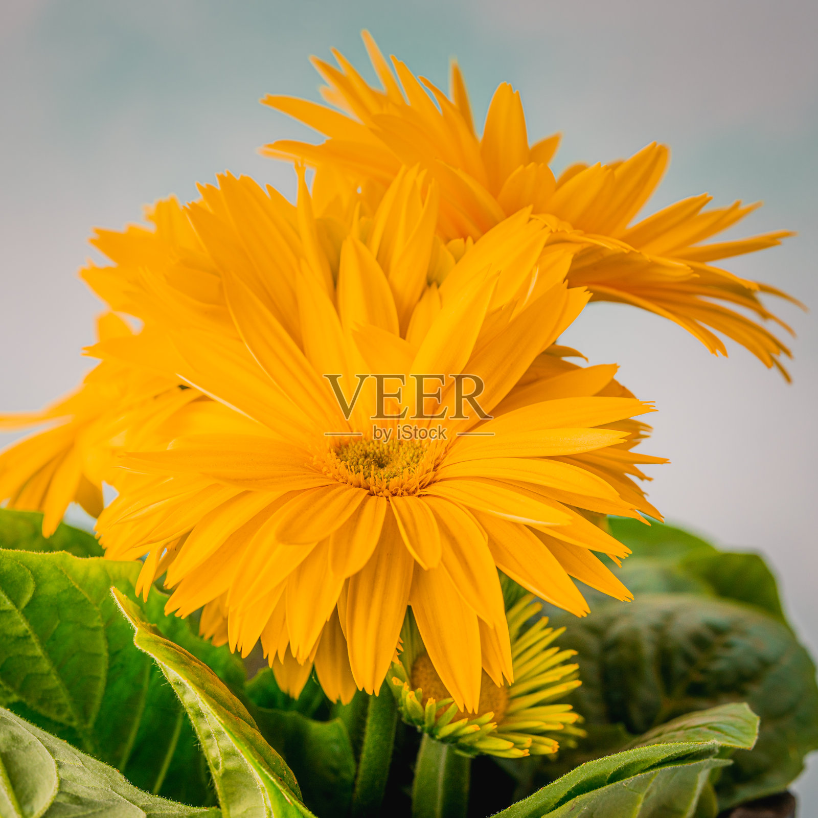 黄色非洲菊花束近,花的背景,方形形象照片摄影图片