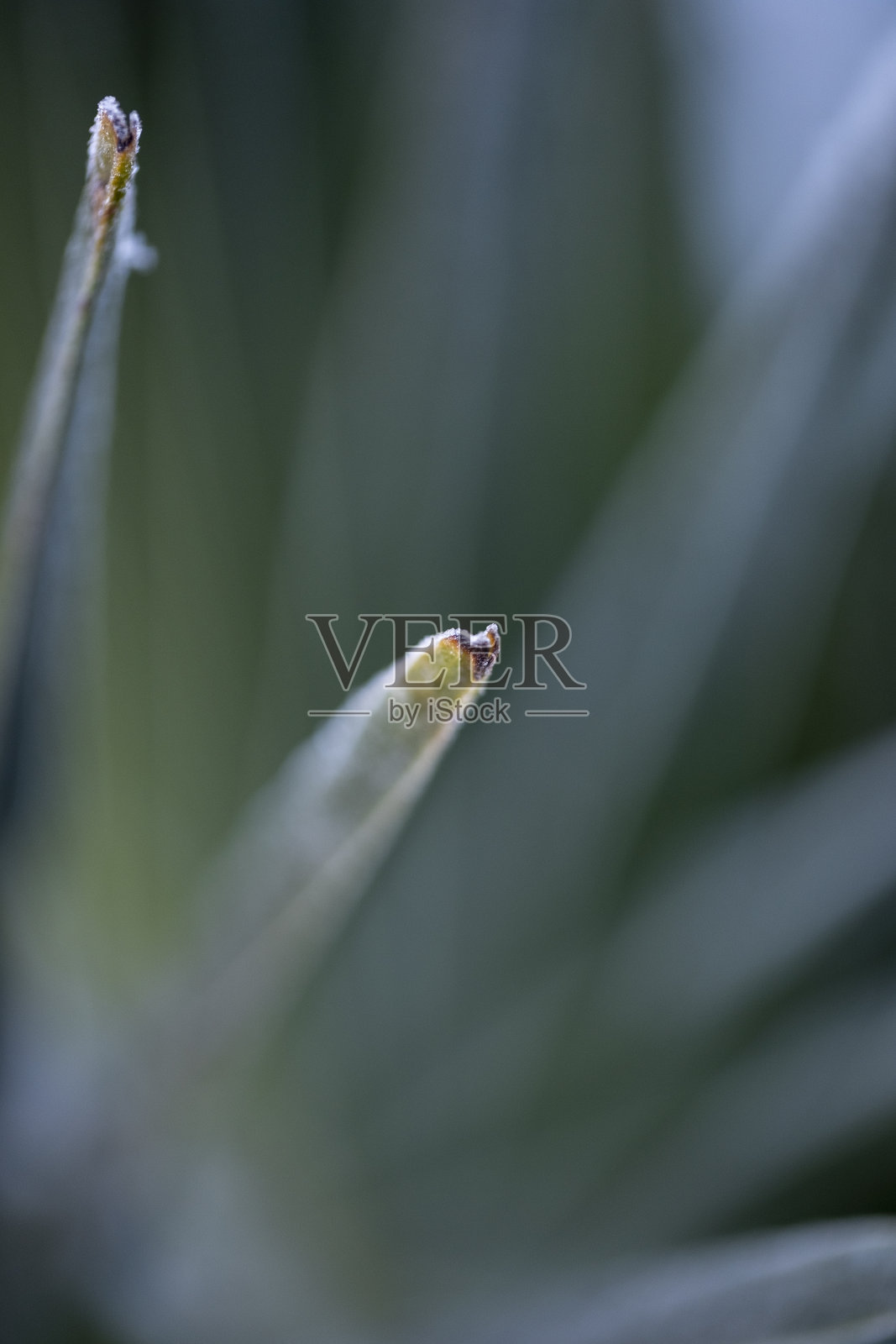 棕榈叶的特写照片摄影图片