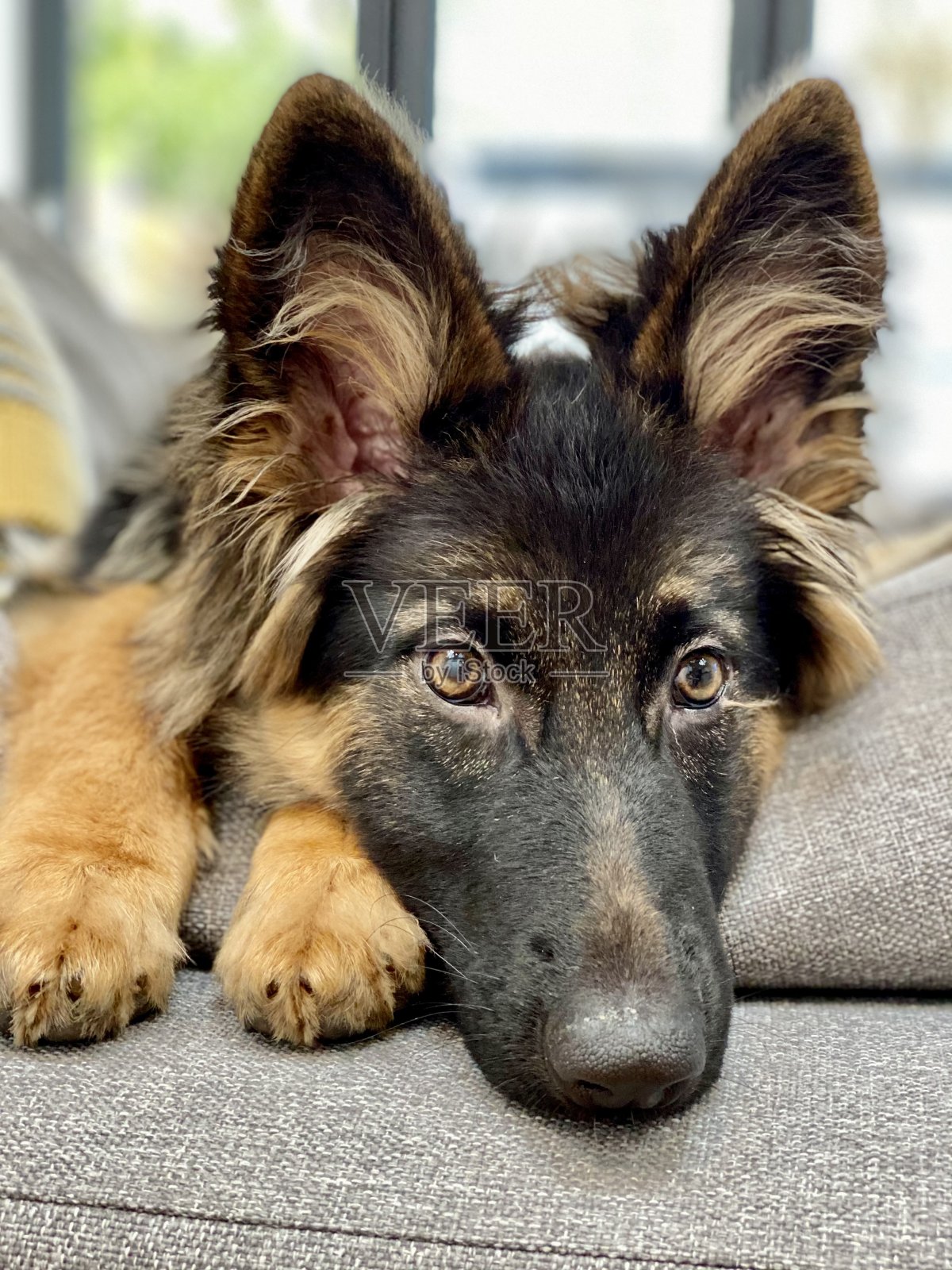 小狗在孩子们玩耍时休息照片摄影图片