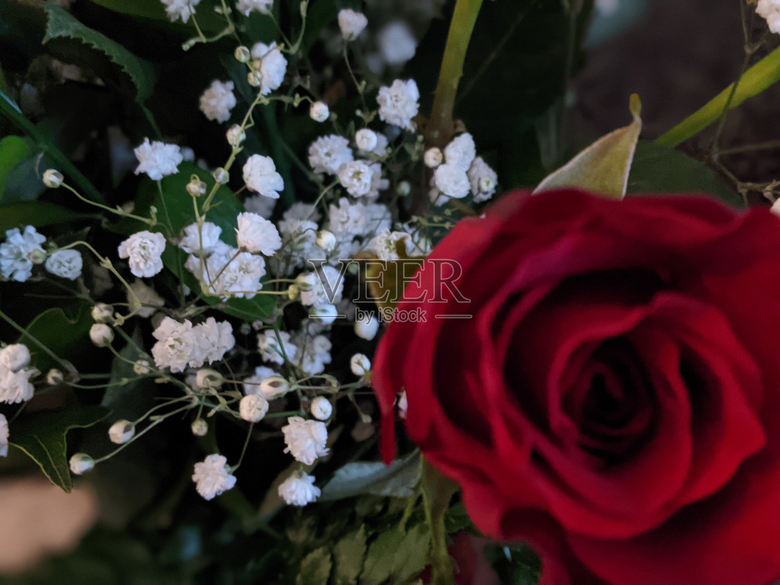 玫瑰照片摄影图片