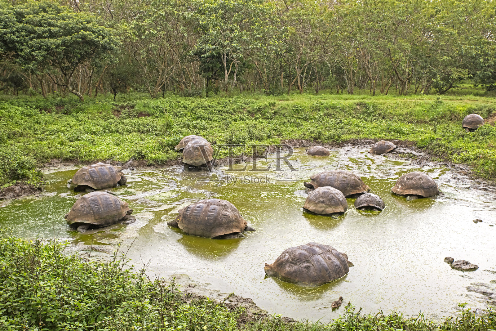 加拉帕戈斯巨龟(Chelonoidis porteri)在南美厄瓜多尔加拉帕戈斯群岛的一个游泳池中洗澡照片摄影图片
