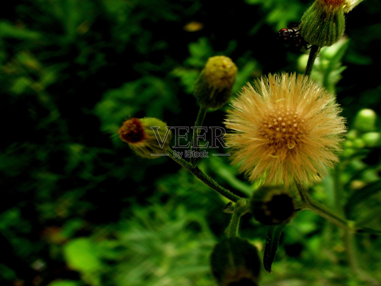 花类植物白竹照片摄影图片