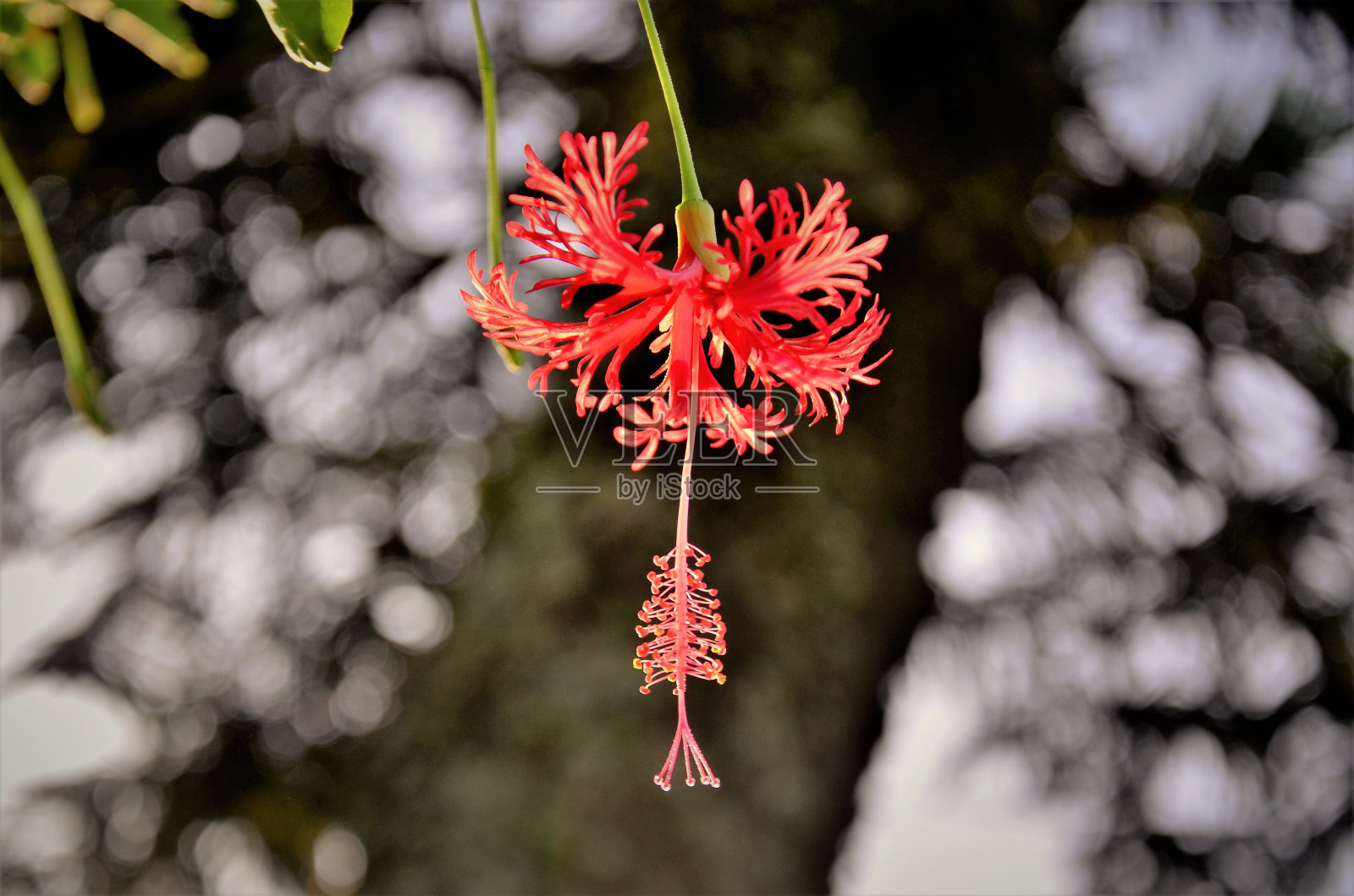 芙蓉美丽精致的轮廓照片摄影图片