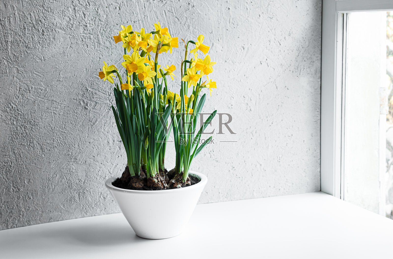 窗外盛开的水仙花照片摄影图片
