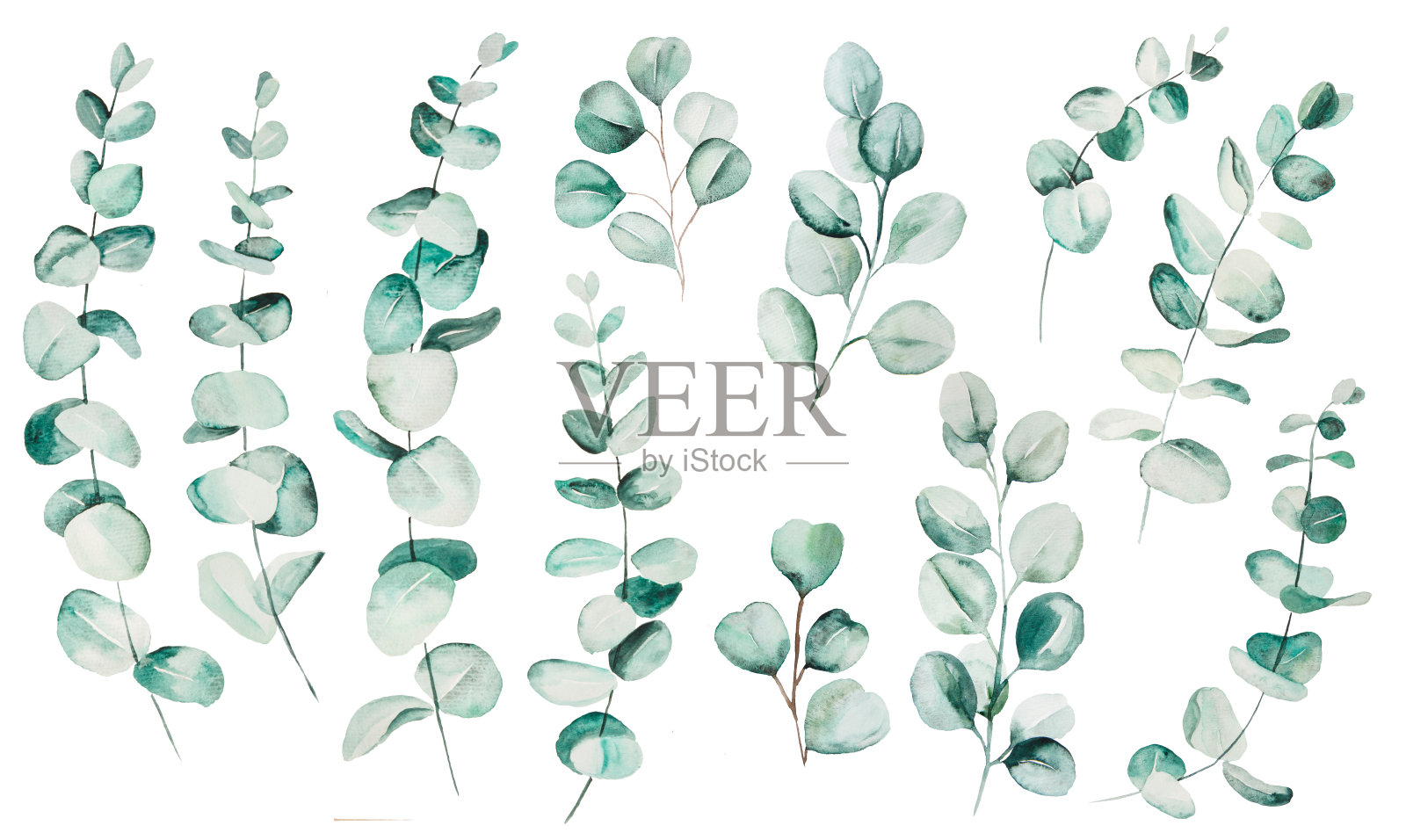 水彩桉叶设置插图插画图片素材