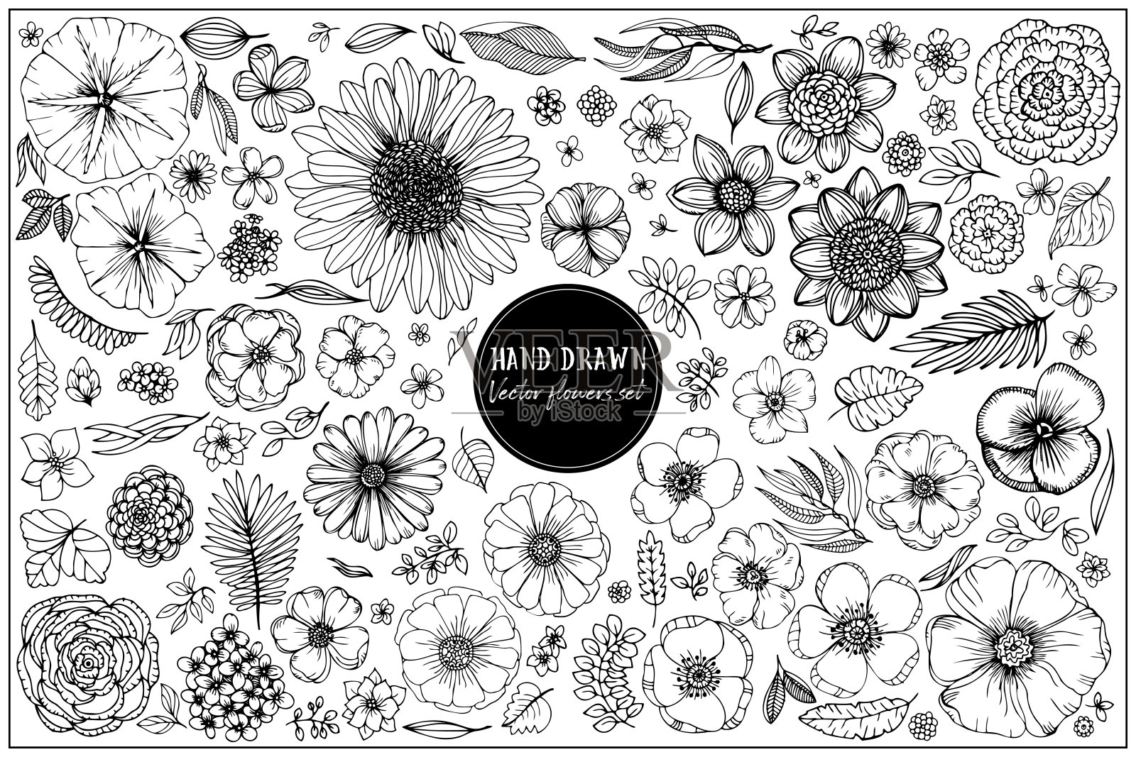 收集夏天的花和叶集合。插画图片素材