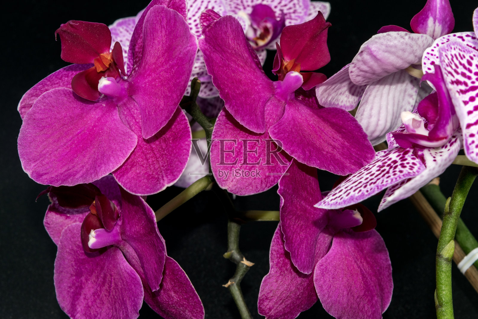 近距离观看美丽的兰花在黑暗的背景与水滴在花瓣上照片摄影图片