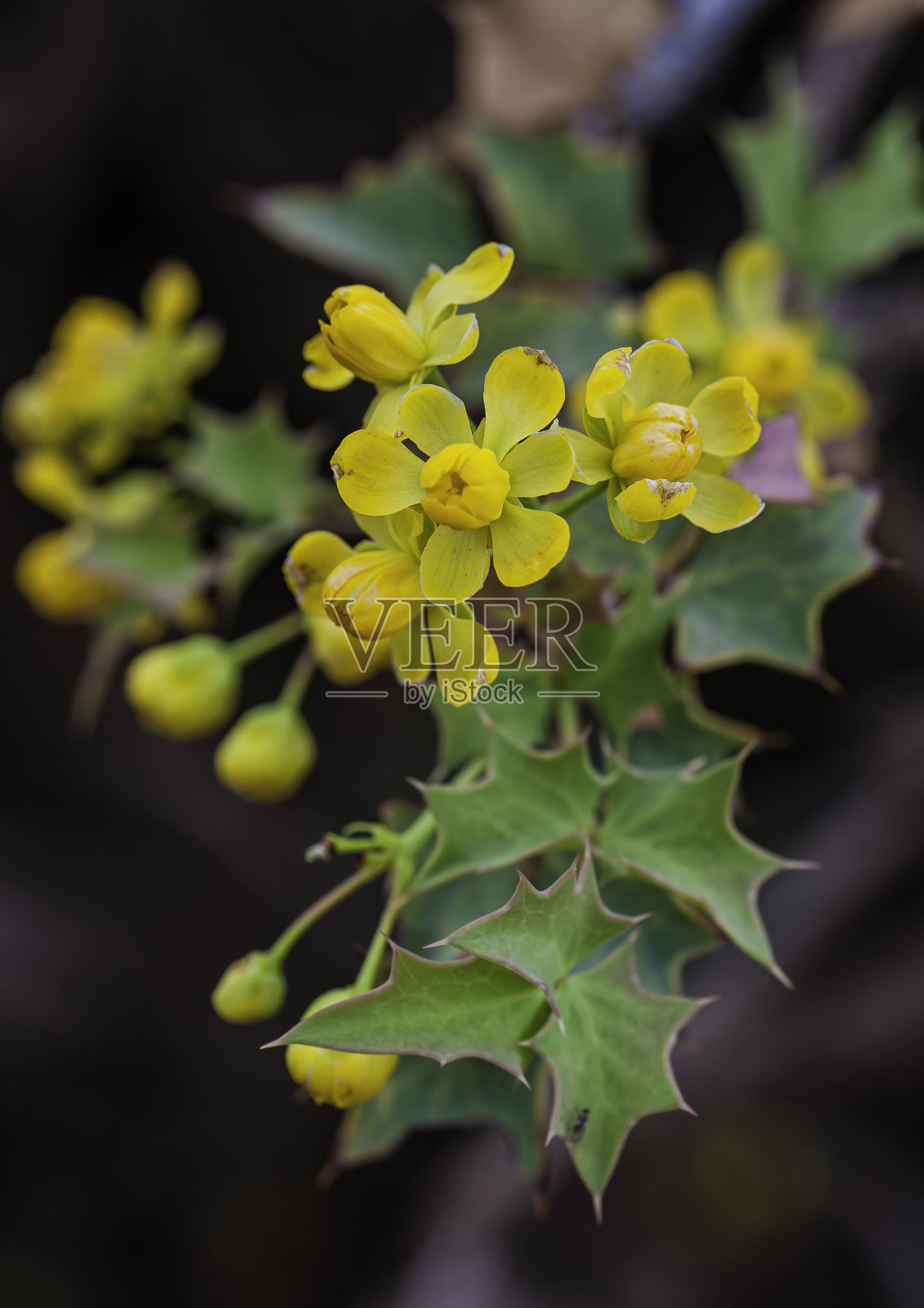 Fremont's Mahonia, Mahonia fremontii,国会礁国家公园,犹他州。科罗拉多高原。小檗科。小檗属植物fremontii。照片摄影图片