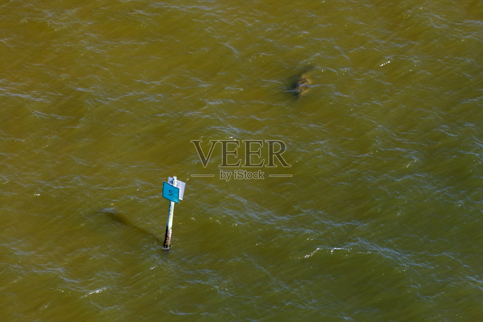 海牛照片摄影图片