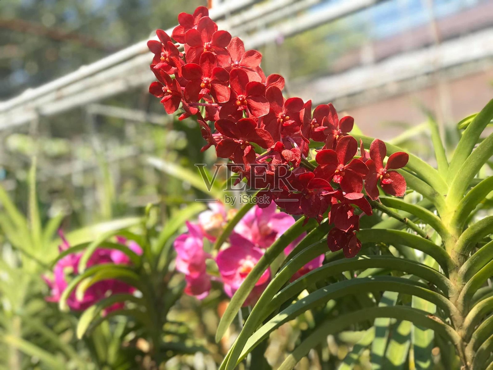 奥乔德照片摄影图片