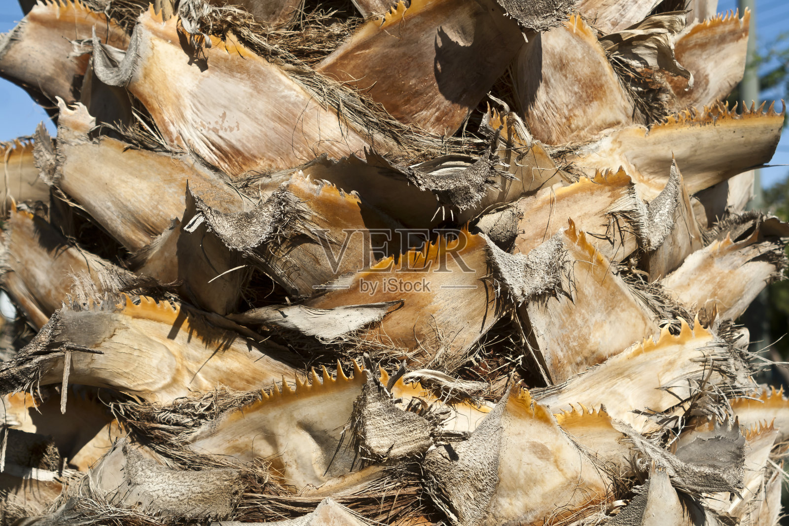 棕榈树树干纹理照片摄影图片