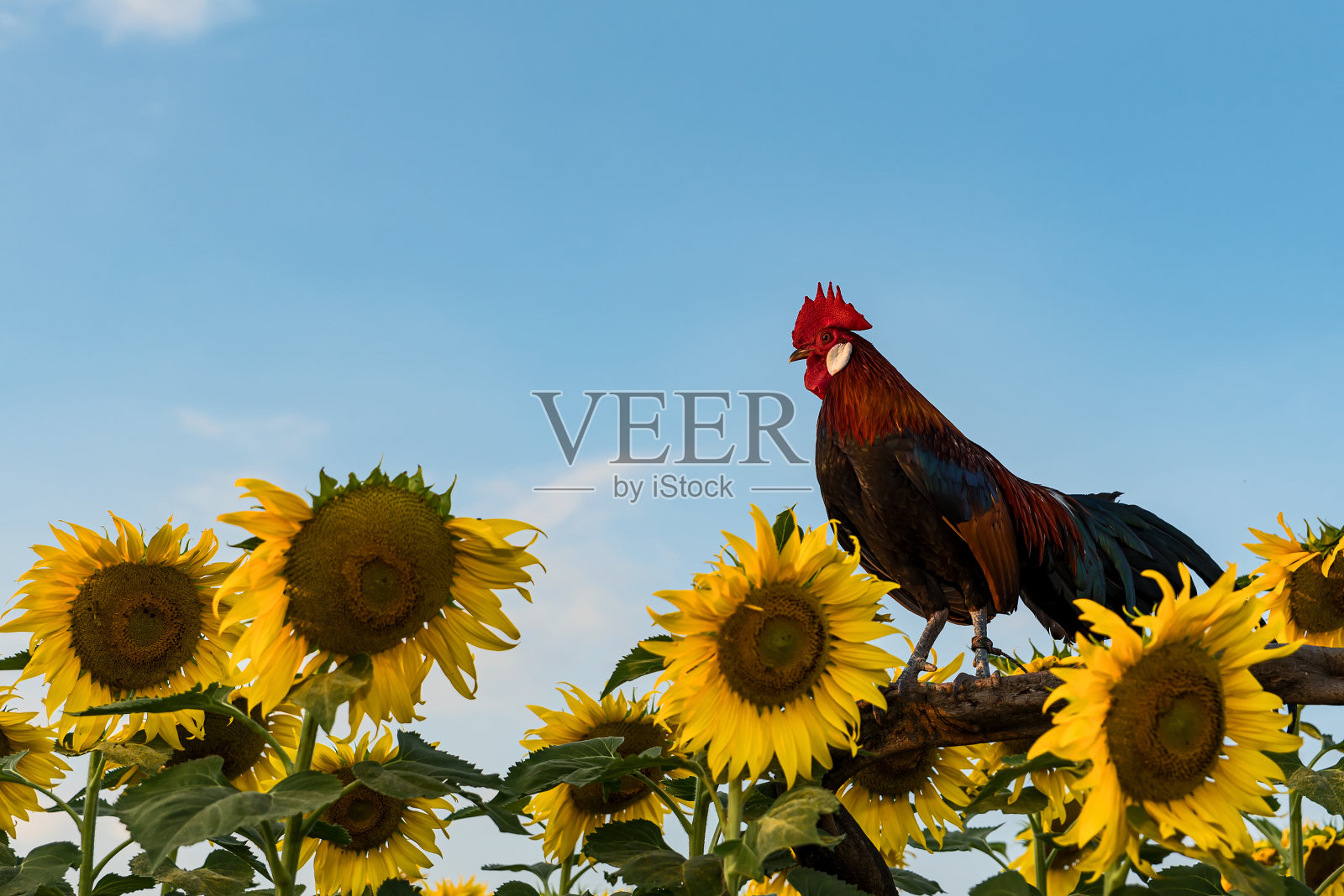 一只公鸡和一朵向日葵照片摄影图片